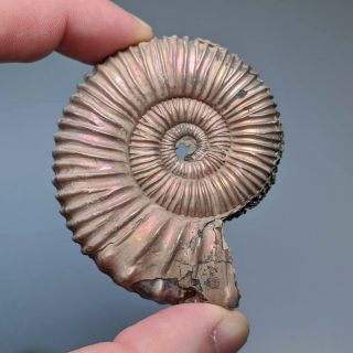 6,  3 Cm (2,  5 In) Ammonite Peltoceras Jurassic Pyrite Russia Fossil Ammonit