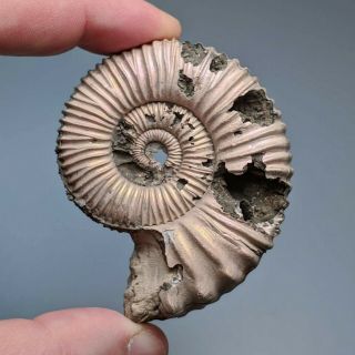 6,  3 cm (2,  5 in) Ammonite Peltoceras jurassic pyrite Russia fossil ammonit 2