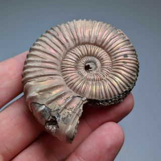 6,  3 cm (2,  5 in) Ammonite Peltoceras jurassic pyrite Russia fossil ammonit 3