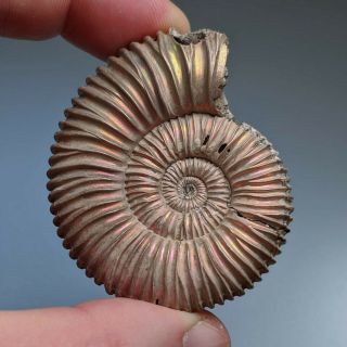 5,  3 Cm (2 In) Ammonite Peltoceras Jurassic Pyrite Russia Fossil Ammonit