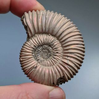 5,  3 cm (2 in) Ammonite Peltoceras jurassic pyrite Russia fossil ammonit 2