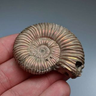 5,  3 cm (2 in) Ammonite Peltoceras jurassic pyrite Russia fossil ammonit 3