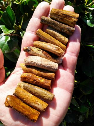 Twelve (12) Owyhee Oregon Agate Petrified Wood Round Limbs Rings Knot Bark 4.  6oz