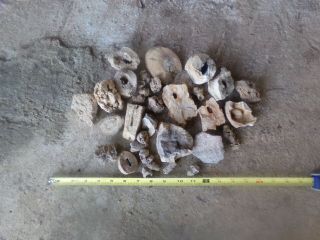 Petrified Wood,  Petrified Tree Limbs,  Fossils From North Alabama