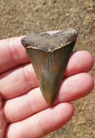 Color 2 1/8 " Fossil Great White Shark Tooth Found In Sc Not Megalodon