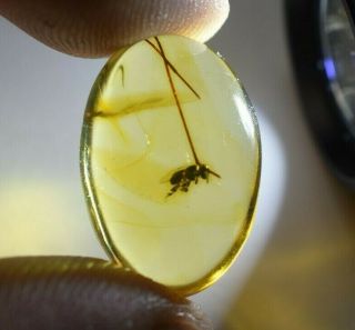 Bee In Authentic Dominican Amber Fossil Natural Gem Cabochon (1.  5 G) A358