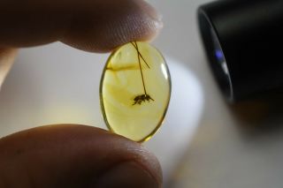 Bee In Authentic Dominican Amber Fossil Natural Gem Cabochon (1.  5 G) A358 2