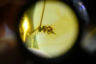 Bee In Authentic Dominican Amber Fossil Natural Gem Cabochon (1.  5 G) A358 3