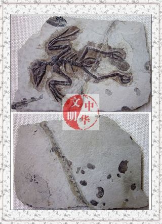 Jurassic Chordata 2fish Insect Bone Sample Confuciusornis Bird Fossil Rock Plate