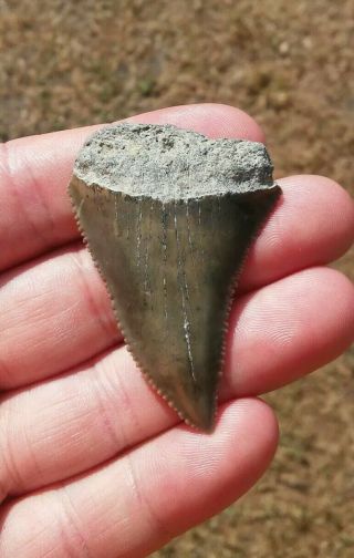 Sharp 2 1/16 " Fossil Great White Shark Tooth Found In Sc Not Megalodon Natural