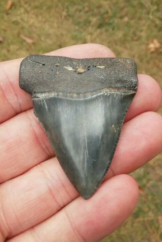 2 1/16 " Fossil Great White Shark Tooth Found In Sc Not Megalodon All Natural
