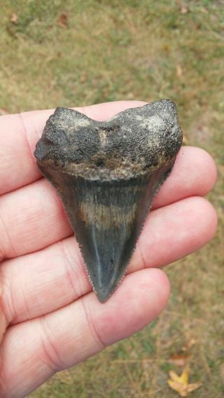Pretty 2 3/8 " Fossil Great White Shark Tooth Found In Sc Not Megalodon All.