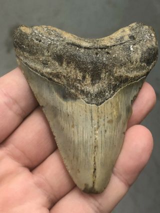 12 Huge 3 1/2 " Megalodon Giant Shark Tooth Teeth Extinct Fossil Megladon