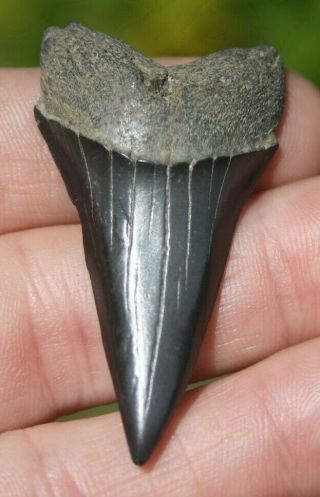Mako Shark Tooth Isurus Hastalis Fossil Florida