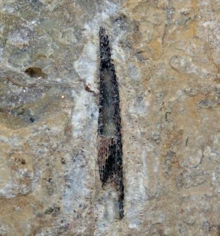 Silurian Fossil Fish Fin Spine - Acanthodii Sp