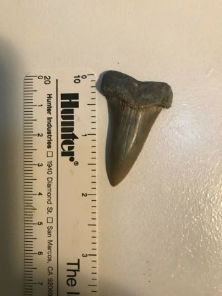 Fossil Mako Shark Tooth 1.  9 " Green Mill Run,  Pitt County,  Nc