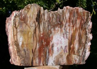 Sis: Big Dramatic 6.  5 Lb.  Madagascar Petrified Wood Log Stand - Up - Polished