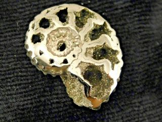 A Small Polished 100 Natural Pyrite Ammonite Fossil Mikhaylov Mine Russia 4.  56 E