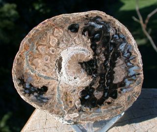 Sis: 1/3 Lb.  Blue & Black Petrified Pinecone - Spectacular Cone Detail