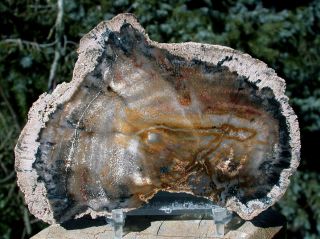 Sis: Ultra - Rare Burmese 5 " Petrified Wood Round From Myanmar - Rich Mahogany