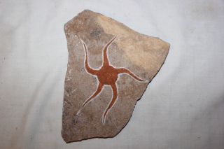 Brittle Star Fish Fossil Ordovician 450 Million Yrs Starfish Geocoma Corinata A3