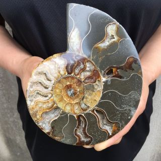1lb Natural Ammonite Disc Fossil Conch Specimen Healing Madagascar 6.  2 " Tqs06