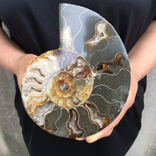 1LB Natural Ammonite Disc Fossil Conch Specimen Healing Madagascar 6.  2 