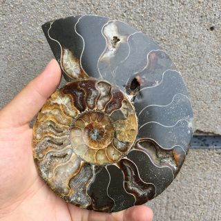 1LB Natural Ammonite Disc Fossil Conch Specimen Healing Madagascar 6.  2 