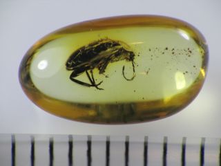 4mm Beetle Gemstone Real Baltic Amber Fossil Insect Inclusion (0304)