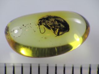 4mm BEETLE Gemstone Real Baltic Amber Fossil Insect Inclusion (0304) 3