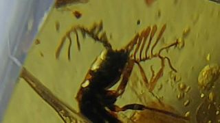 Short - Winged Cantharidae With Flabellate Antenna Beetle In Burmese Amber Burmite