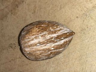 Early Vintage Stone Marble Nut Italian Alabaster Stone Carved Walnut Almond 2