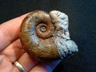 French Pyrite Ammonite - - Lytoceras Cornucopiae - - 60mm - - Jurassic