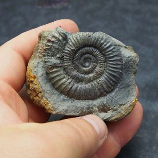 50mm Dactylioceras Commune Ammonite Pos/neg Fossil Jurassic Fossilien Ammoniten