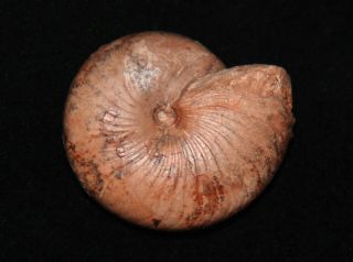 Ammonite Goniatid Popanoceras Fossil Kazakhstan Permian