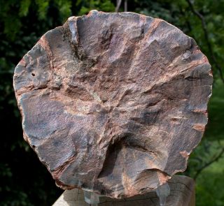 SiS: Petrified Wood Round - DRAMATIC PERFECTION African WOODWORTHIA 2