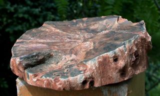 SiS: Petrified Wood Round - DRAMATIC PERFECTION African WOODWORTHIA 3