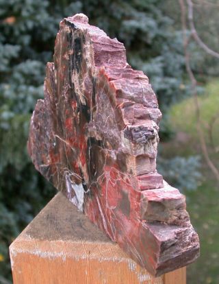 SiS: Pretty & Unusual Northern ARIZONA Petrified Wood Display Piece 2
