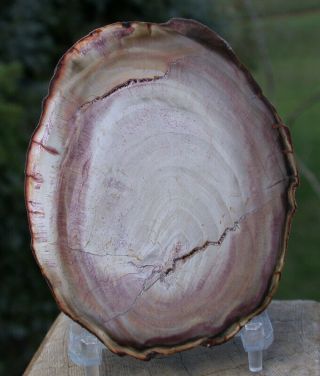Sis: Small & Perfect Brazilian Araucaria Petrified Wood Round - My Best In Years