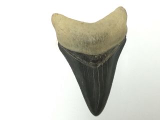 Megalodon Sharks Tooth 2 3/4”inch No Restorations Fossil Sharks Teeth Tooth