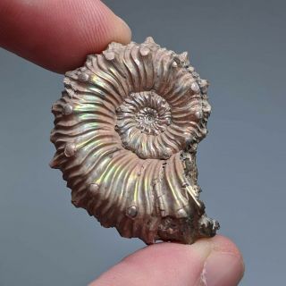 3,  6 Cm (1,  4 In) Ammonite Kosmoceras Pyrite Jurassic Russia Fossil Ammonit