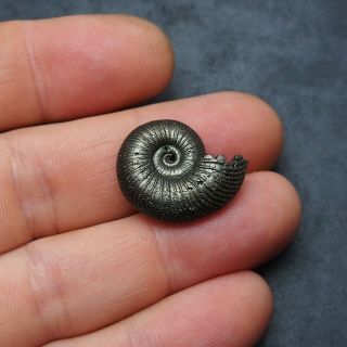 25mm Quenstedtoceras Pyrite Ammonite Fossils Fossilien Russia pendant 2