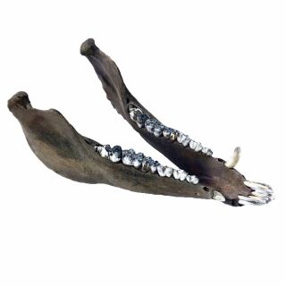 Sus Scrofa Wild Boar Fossil Lower Jaw With Teeth - Hog/pig/potbelly
