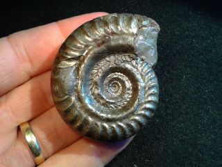 French Pyrite Ammonite - - Hildoceras Quadrata - - 52mm - - Jurassic
