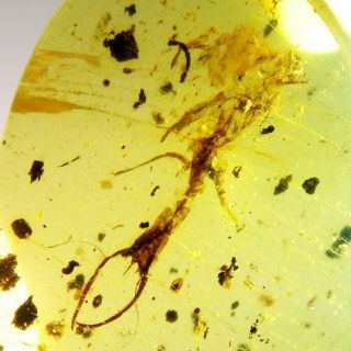 Rare Fly Larva In Burmite Amber Insect Fossil From Myanmar 0i4n