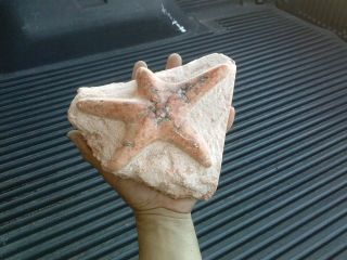 Fossilized Starfish On Reef Rock