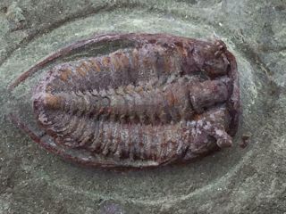 " Spiny " Eyes Bathycheilus Trilobite Fossil From Morocco (s5 - P2)
