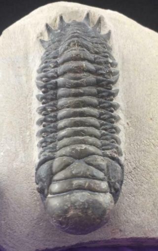 Detailed Crotalocephalus Trilobite Fossil From Morocco
