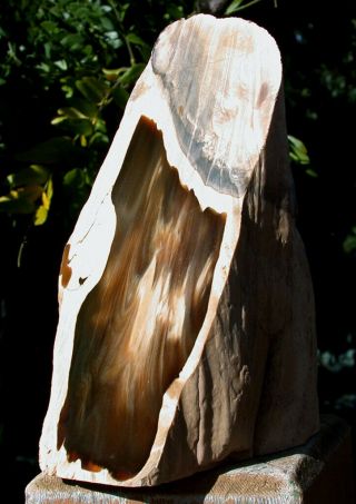 Sis: & Gemmy 6 " Polished Petrified Driftwood Specimen Fossil Sequoia