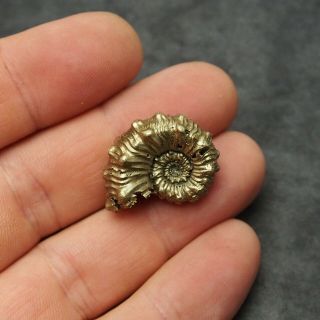 26mm Kosmoceras sp.  Pyrite Ammonite Fossils Callovian Fossilien Russia 2